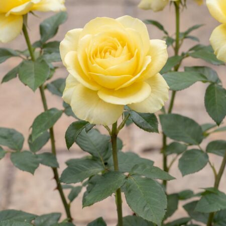 Peenraroos 'Limona'