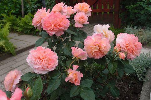 Uus-antiikroos 'Augusta Luise' - Image 2