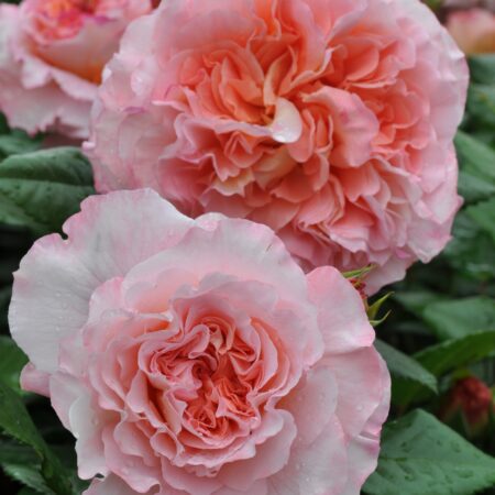 Uus-antiikroos 'Augusta Luise'