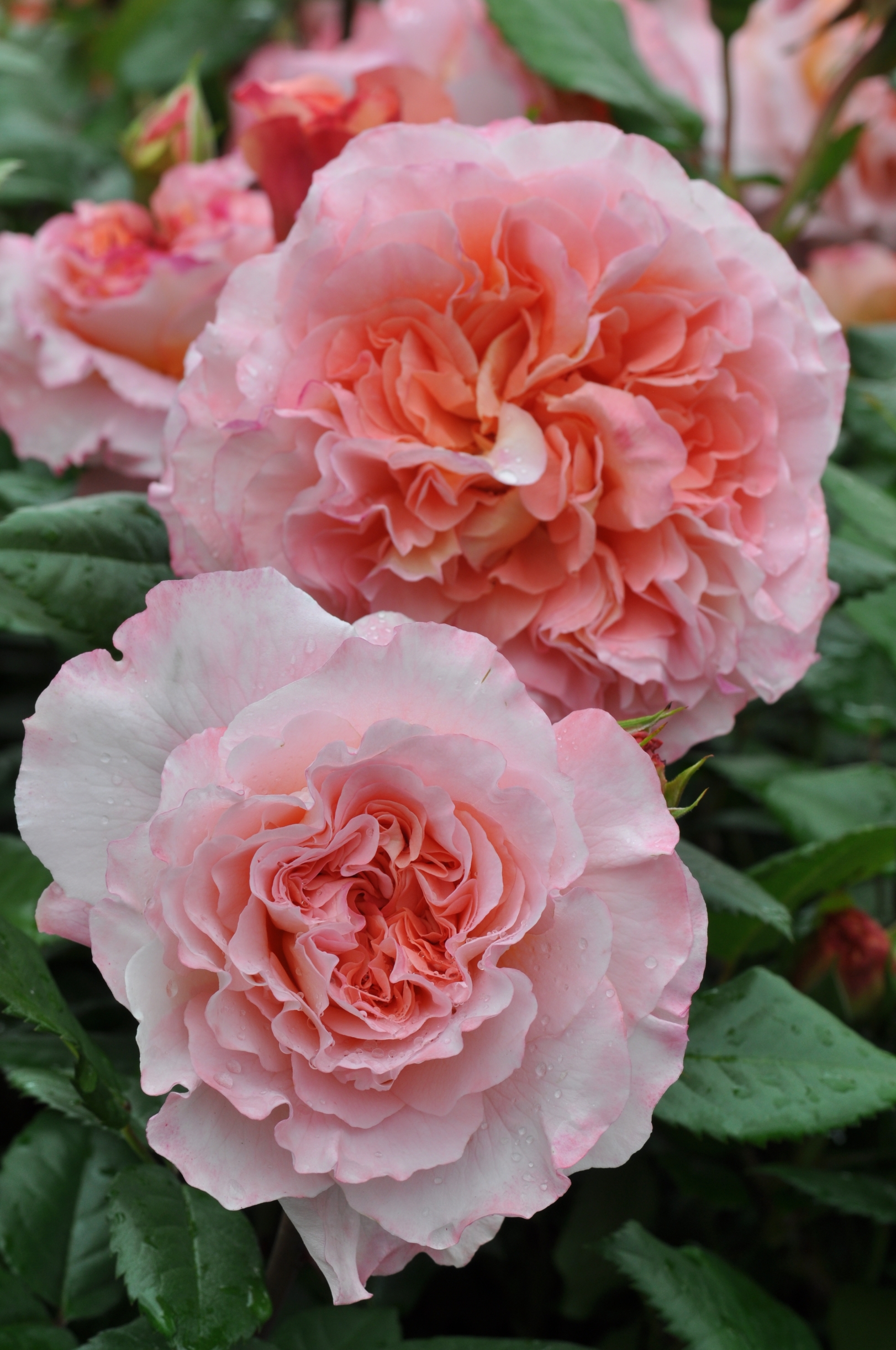 Uus-antiikroos 'Augusta Luise'