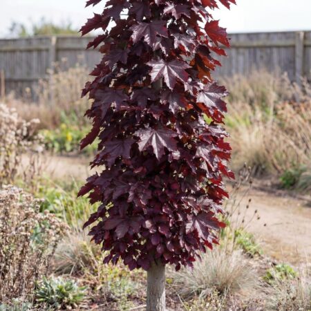 Harilik vaher 'Crimson Sentry' C10 160cm