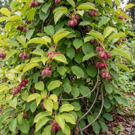 Teravahambaline aktiniidia'Kens red'C2