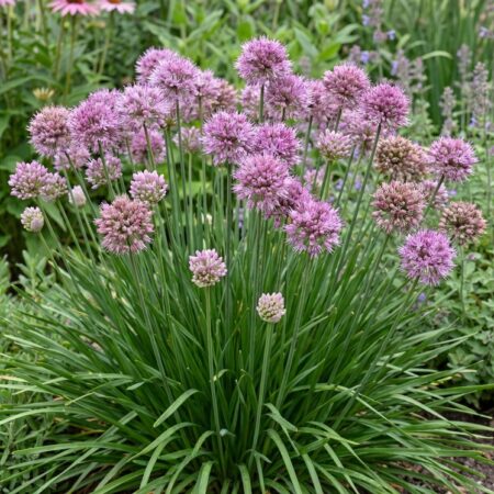 Hübriidlauk 'Millenium' C2