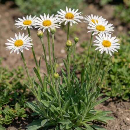 Alpi aster 'Albus ' P12