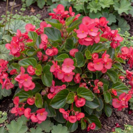Roosbegoonia´Betulia´ valik P19 35 cm