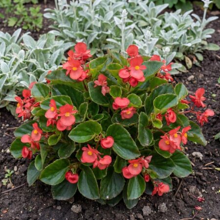 Roosbegoonia Sunny P12