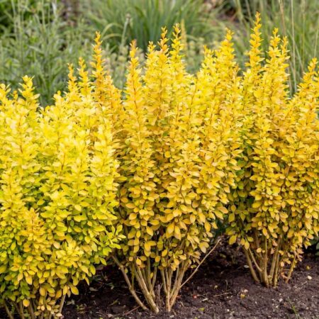 Thunbergi kukerpuu 'Maria' C2