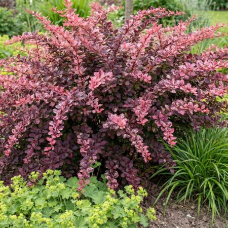 Thunbergi kukerpuu 'Rose Glow' C2