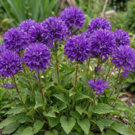 Kerakellukas 'Speciosa' P12