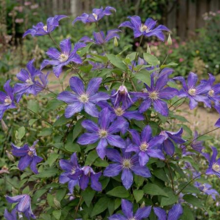 Elulõng 'Arabella' C2
