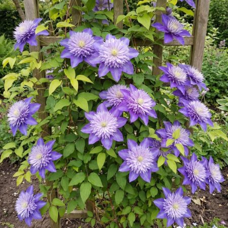 Suureõiel. elulõng 'Multi Blue' C2 40/+