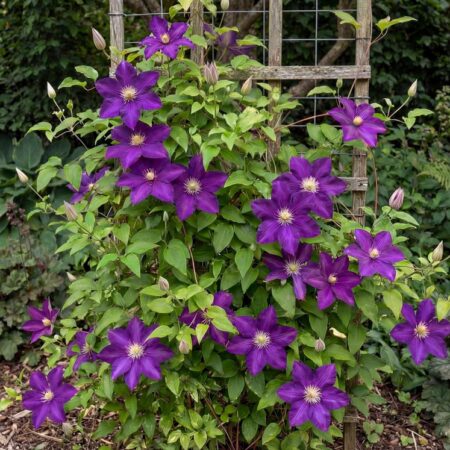 Elulong Viola C2