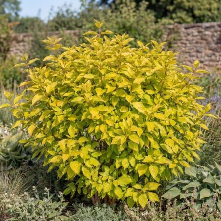 Siberi kontpuu 'Aurea' C3 40/50cm