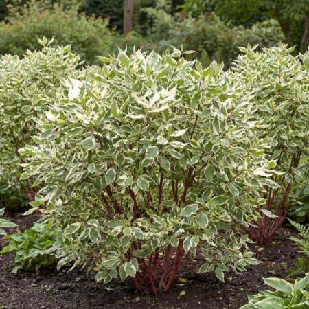 Siberi kontpuu 'Elegantissima'