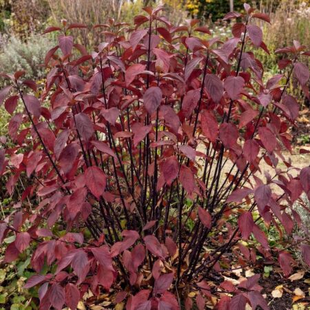 Siberi kontpuu 'Kesselringii' 40/60cm PJ