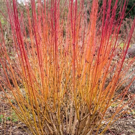 Verev kontpuu 'Midwinter Fire' C3 40/50