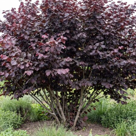 Harilik sarapuu 'Red Zellernut' C3