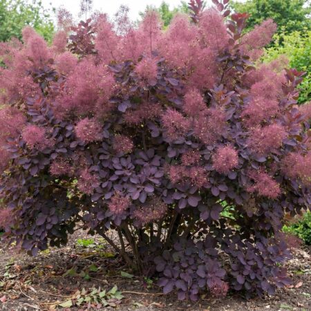 Har. parukapuu 'Royal Purple' C3 50/60cm