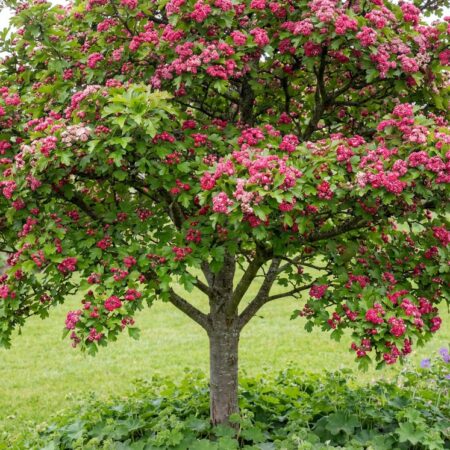 Keskmine viirpuu'Paul's Scarlett' C5