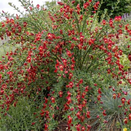 Luudpoosas Roter Favorit C3 30-40 cm