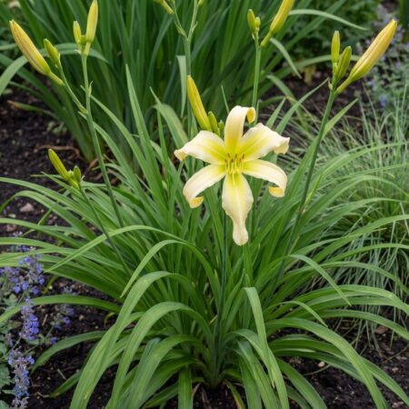 H. elupuu'Yellow Ribbon'C18 80/+ ERIVORM