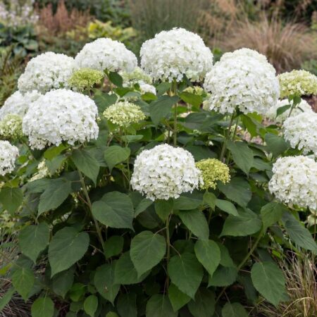 Puishortensia 'Annabelle' 28Ø 60cm