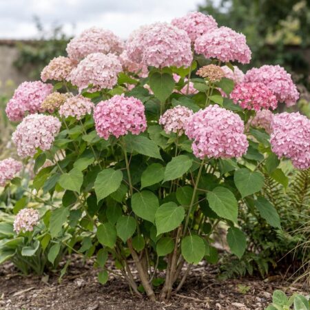 Aedhortensia 'Pink Annabelle l' C10