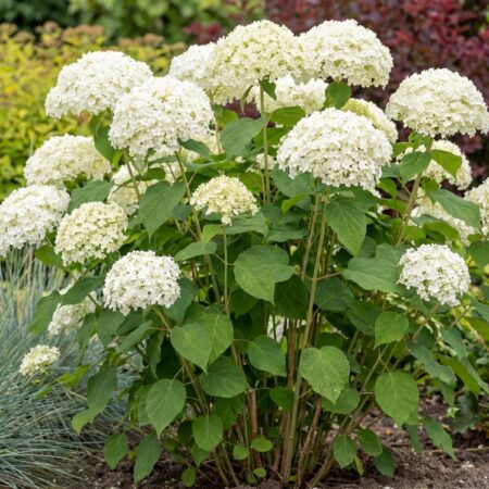 Puishortensia 'Strong Annabel'C3 25/30cm