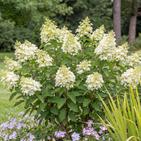 Aedhortensia 'Bobo' 29Ø 50cm
