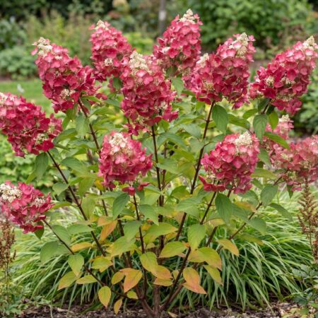 Aedhortensia 'Diamond Rouget' C3