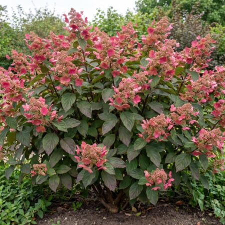 Aedhortensia 'Early Sensation' C3 30/40