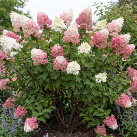 Aedhortensia valik 23Ø 55cm