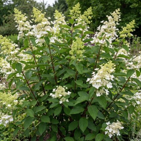 Aedhortensia ´Kyushu´ C7.5 60/80cm