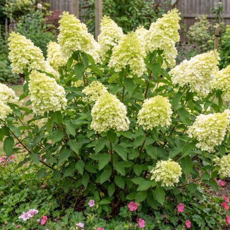 Aedhortensia 'Limelight' 38Ø 75cm