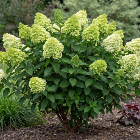 Aedhortensia 'Little Lime' C10 50/60cm