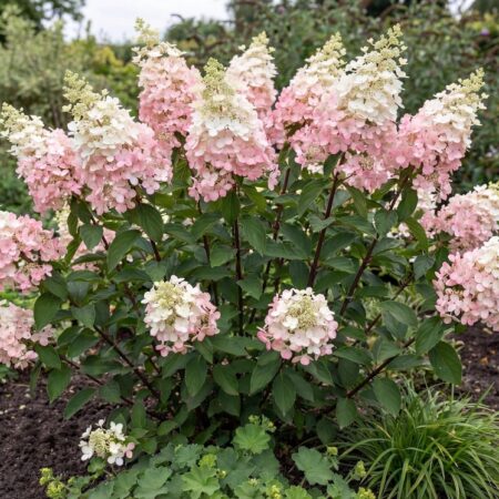 Aedhortensia 'Magical Andes' C3 50/70cm