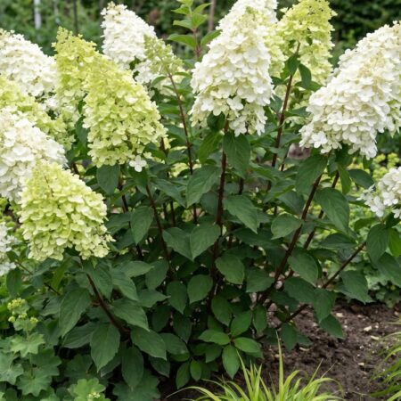 Aedhortensia 'Magical MontBlanc' C3