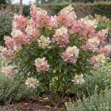 Aedhortensia'Petite Star' C2 25/30cm