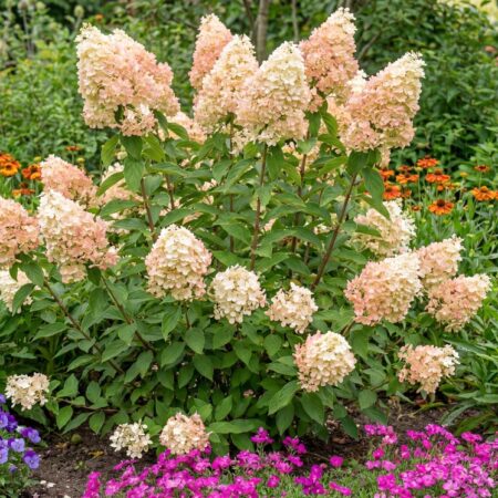 Aedhortensia 'Phantom' 60CM tüvi C5/P23