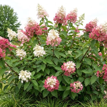 Aedhortensia ´Pinky Winky´