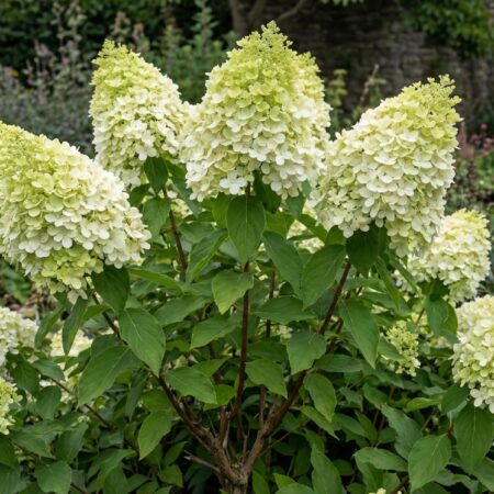 Aedhortensia 'Polar Bear 'C10 60-70 CM