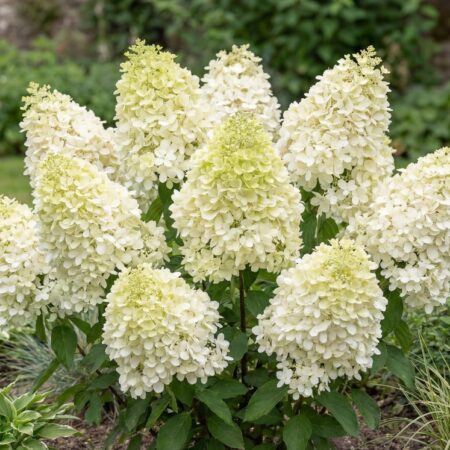 Aedhortensia 'Skyfall' C12 80/100cm