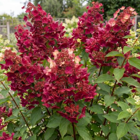Aedhortensia 'Wim's Red' 29Ø 60cm