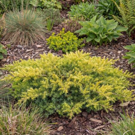 Harilik kadakas 'Lemon Carpet' C3 25/30