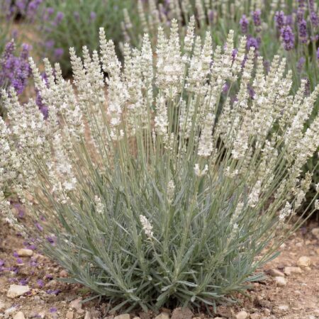 Tahklavendel 'Edelweiss' P12