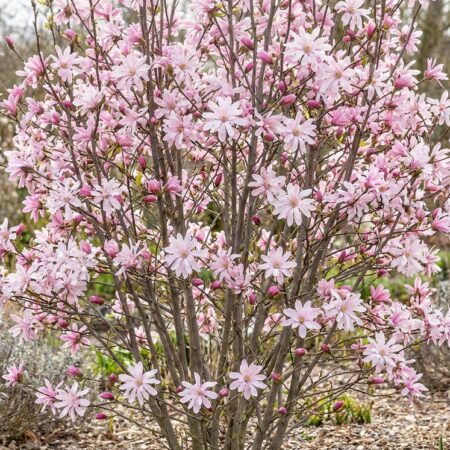 Loebneri magnoolia'Leonard Messel' 20L