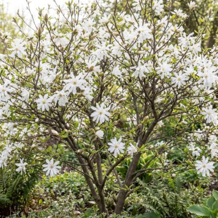 Magnoolia Stellata C4 60-80cm