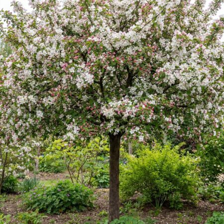 Iluõunapuu 'Evereste' C4 60cm tüvi
