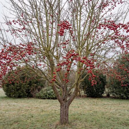 Iluõunapuu 'Red Sentinel' C5 80cm tüvi