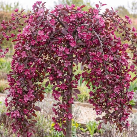 Iluõunapuu 'Royal Beauty' C10 120cm tüvi